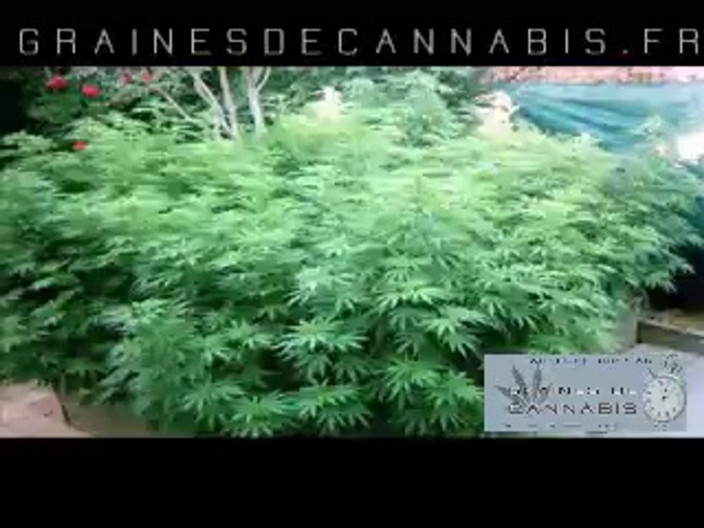 Cannabis autofloraison en extérieur