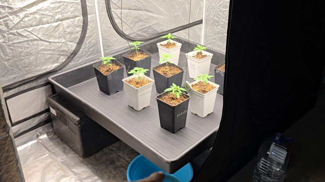 25 días vegetativo! Empezando