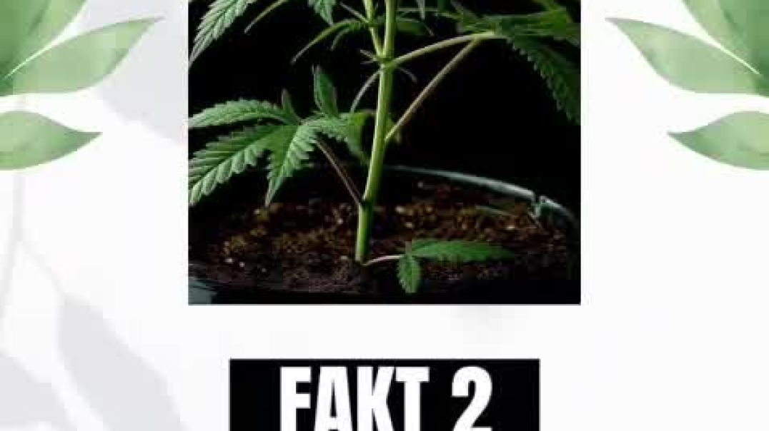 ABCannabis Episode 1 / A wie Amnesia