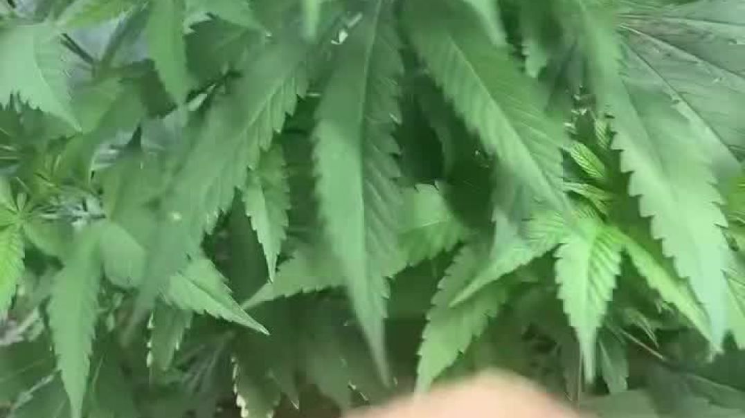⁣@CEOGrows just topped his plants in week 4… and they didn’t flinch 🌱✂️