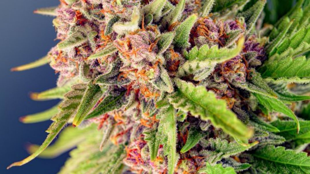 ⁣Cannabis Research Store