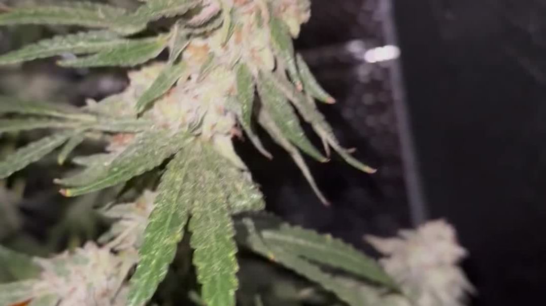 ⁣Soap X Sherbet