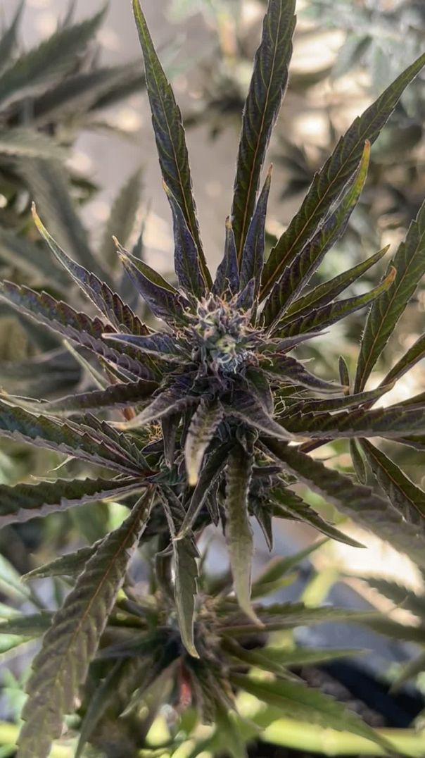 Black domina