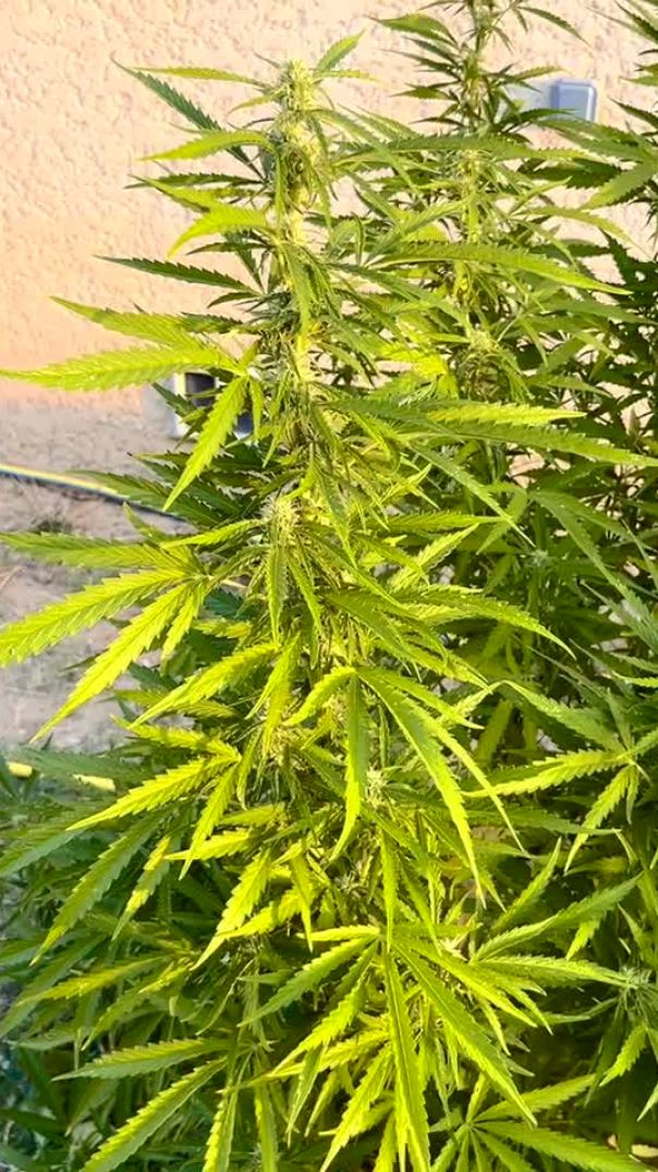 Sticky Queen
