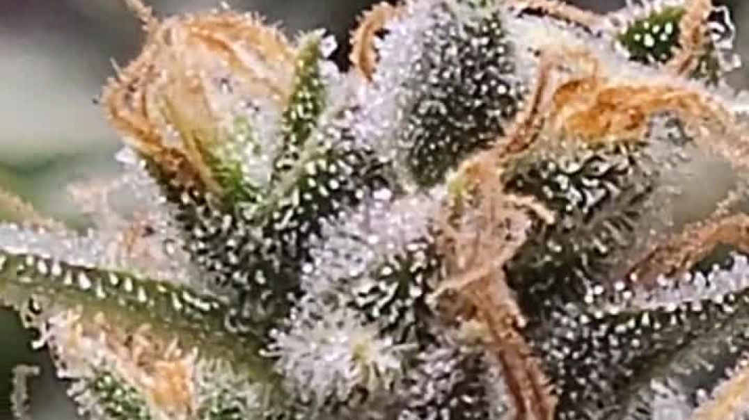 Gelato Glue 4 Auto